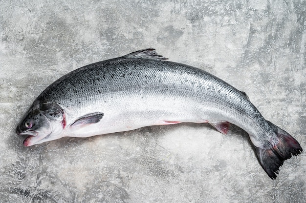 Salmão cru fresco e peixe inteiro vermelho na mesa da cozinha