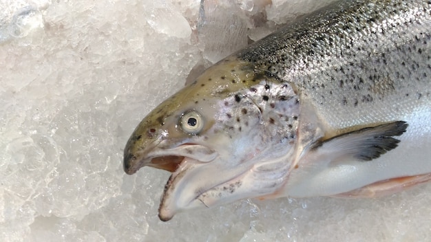 Foto salmão no gelo no mercado.