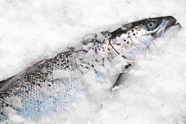 Salmão norueguês fresco no gelo em supermercado