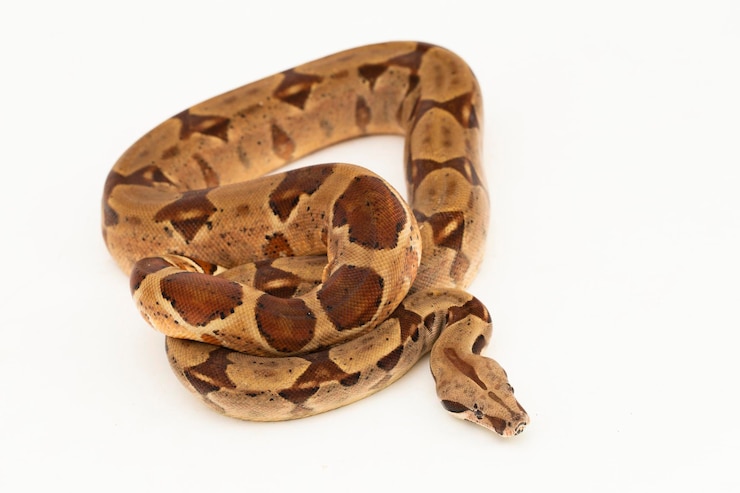 Foto salmón boa constrictor serpiente aislado sobre fondo blanco.
