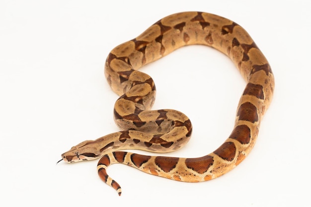 Salmón Boa Constrictor serpiente aislado sobre fondo blanco.