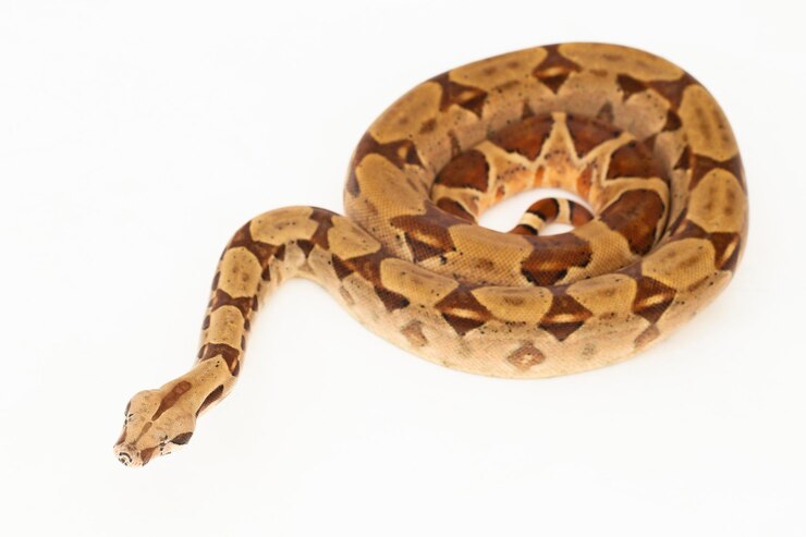 Foto salmón boa constrictor serpiente aislado sobre fondo blanco.