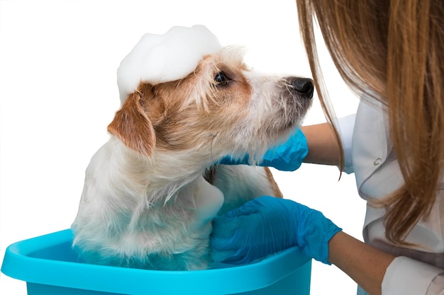 Salón de peluquería. Una niña con una bata blanca y guantes lava a un perro Jack Russell Terrier en una palangana azul. Aislado sobre fondo blanco.