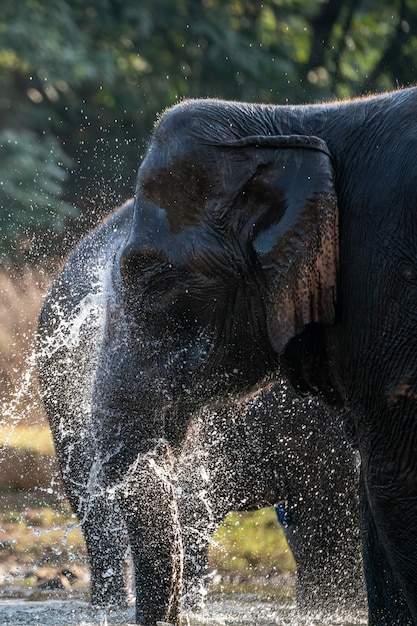 Salpicaduras de agua en la hora del baño del elefante.