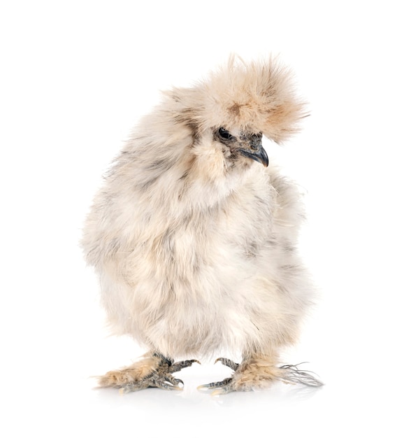 Salpicar Silkie