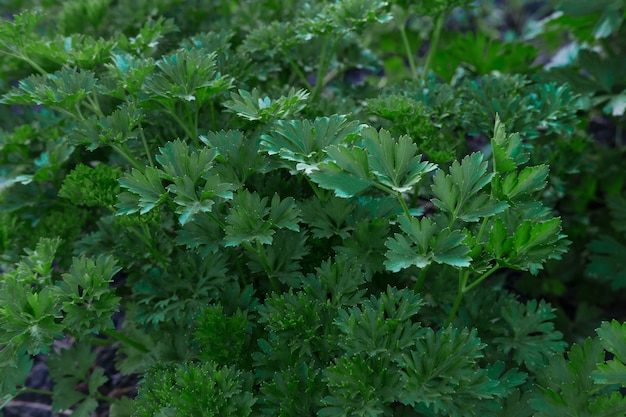 Salsa fresca e suculenta encaracolada e comum no jardim de uma eco-fazenda. Permacultura. Especiarias e ervas.