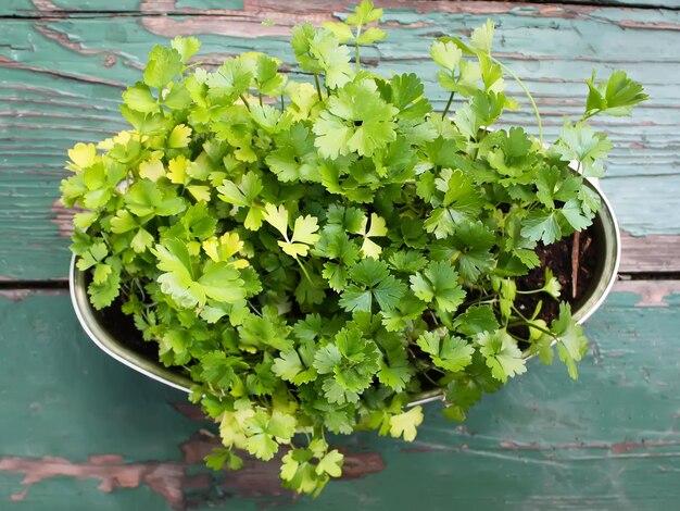 Salsa verde fresca no foco seletivo da mesa de madeira