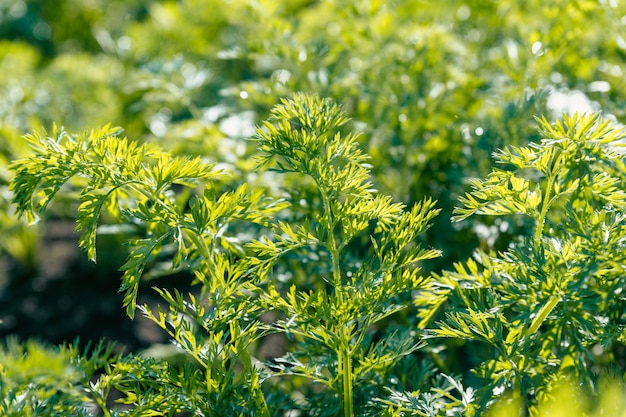 Salsa verde fresca no jardim