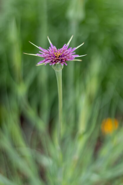 Salsify, Purple Salsify, John-go-to-bed-at-mediodía, Planta de ostra, Ostra vegetal, Flor silvestre de Goatsbeard