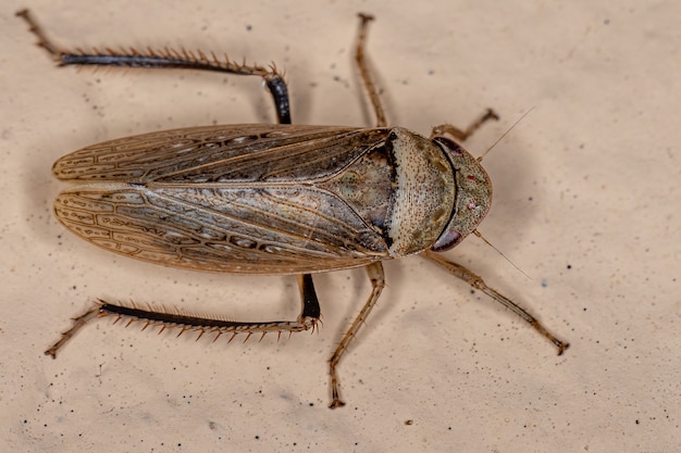 Foto saltahojas típica adulta de la especie sordana sordida