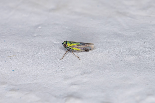 Saltahojas típica pequeña de la subfamilia Deltocephalinae