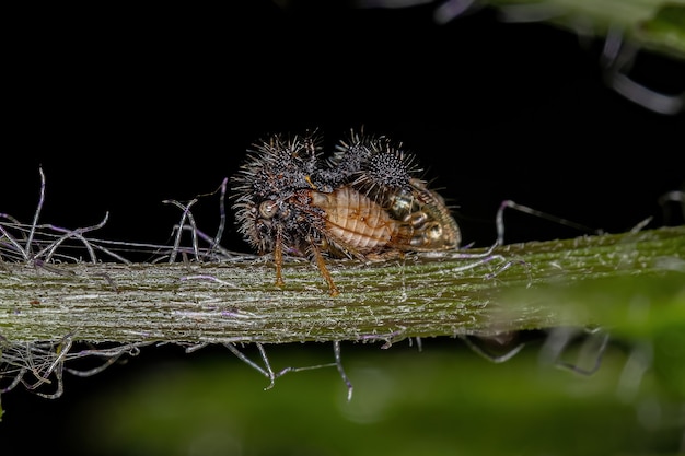 Foto saltamontes adulta imitador de hormigas de la especie cyphonia clavigera