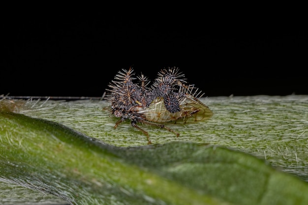 Foto saltamontes adulta imitador de hormigas de la especie cyphonia clavigera