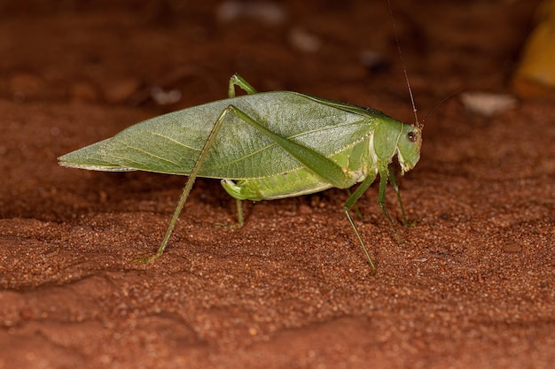 Saltamontes americanos de alas angulares adulto