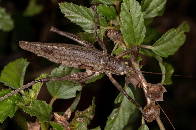 Saltamontes americanos verdaderos adultos de la especie Meroncidius flavolimbatus