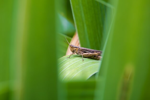 Saltamontes se asienta sobre una hoja verde