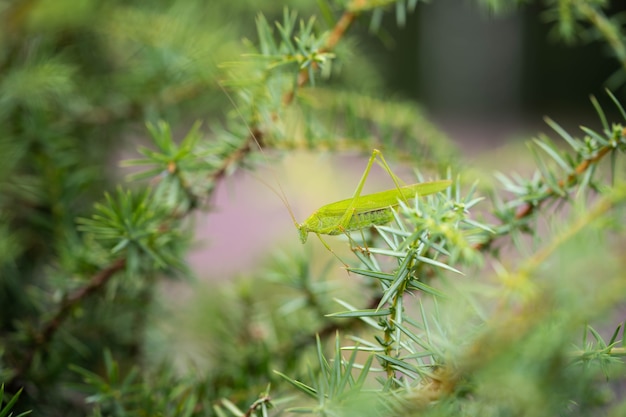 Saltamontes brillante en una rama de un arbusto de coníferas