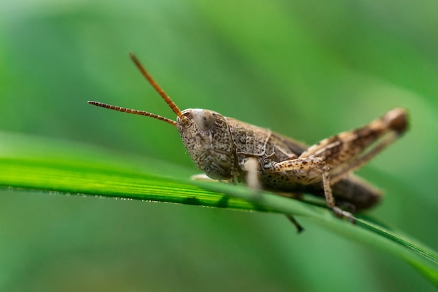 Saltamontes en una brizna de hierba