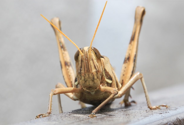 Saltamontes de Brown, ascendente cercano de la macro.