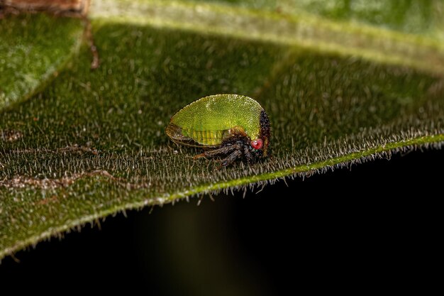 Foto saltamontes búfalo adulto