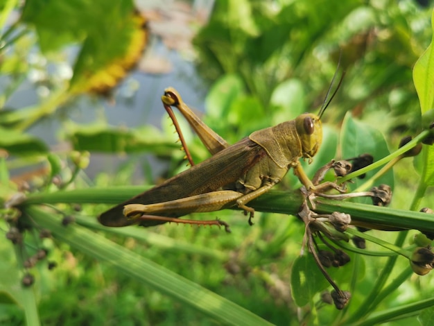 Un saltamontes con una cabeza grande y piernas largas.