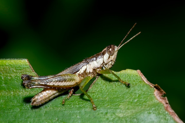 Saltamontes de color marrón en las hojas.