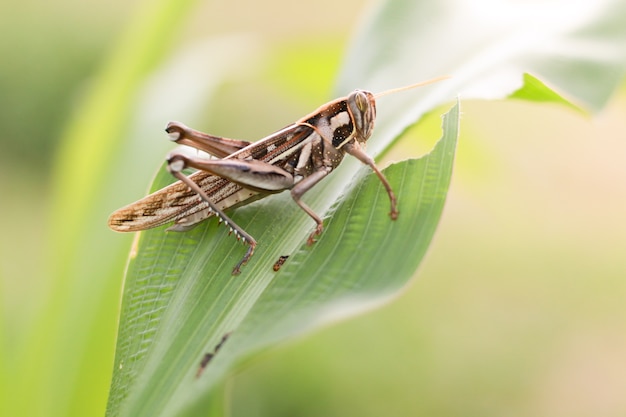 Saltamontes comiendo hojas de maíz.