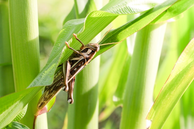 Saltamontes comiendo hojas de maíz.