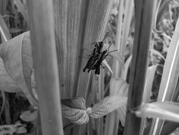 Saltamontes commond en craspedia bajo la luz del sol en una hoja con una borrosa foto gratis