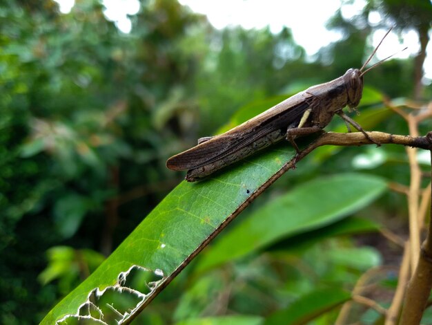 Saltamontes commond en craspedia bajo la luz del sol en una hoja con una borrosa foto gratis