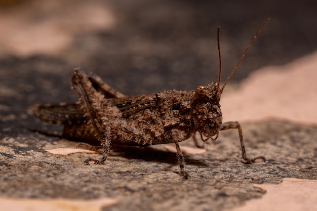 Saltamontes de cuernos cortos de la familia Ommexechidae