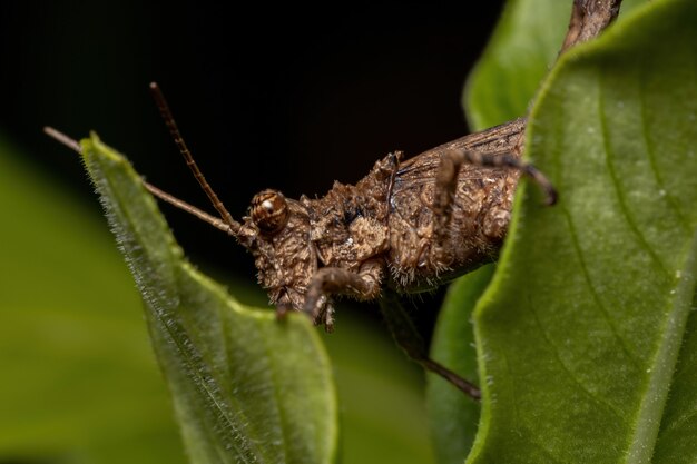 Saltamontes de cuernos cortos de la familia Ommexechidae