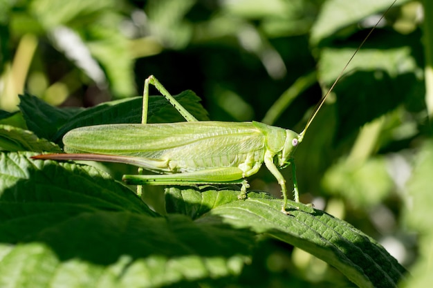 Un saltamontes se disfraza entre las hojas verdes de la frambuesa_