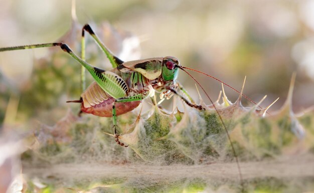 Saltamontes en la espina