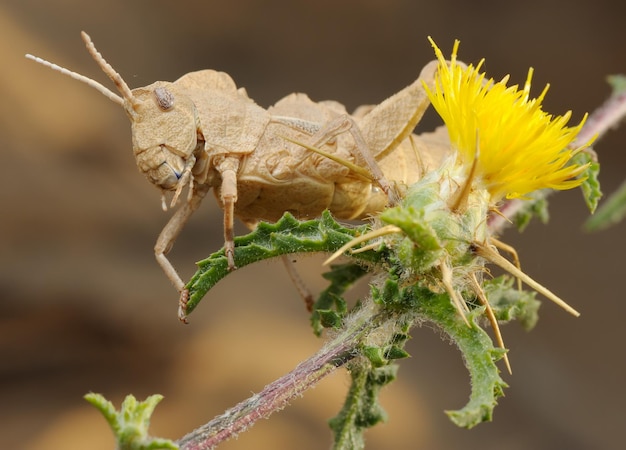 Foto saltamontes en flor espinosa