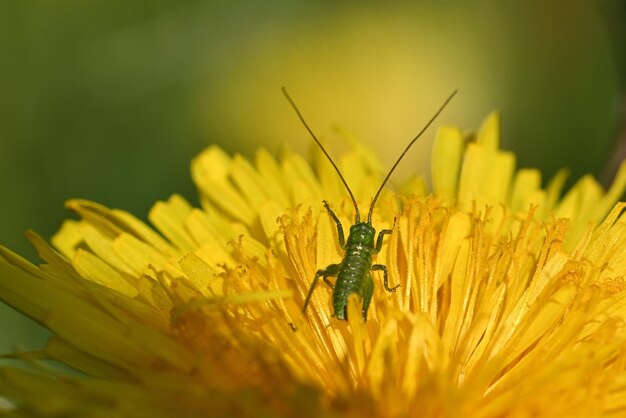 saltamontes en una flor