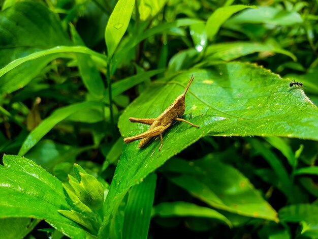 Saltamontes en el fondo de la hoja hermosa naturaleza concepto hoja tropical