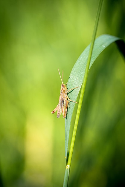 Saltamontes grande en un hilo verde con un fondo verde