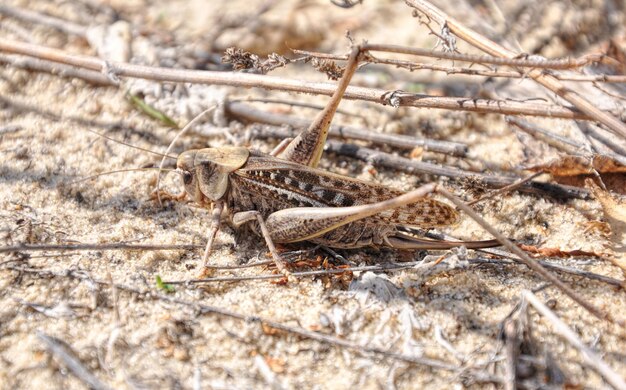 Foto el saltamontes gris en la arena