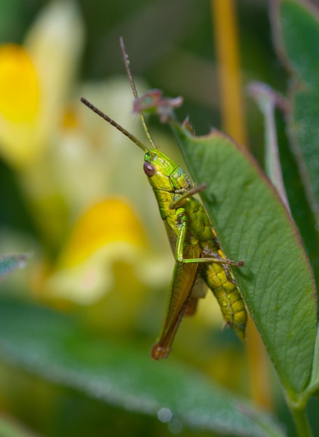 Saltamontes en hierba verde