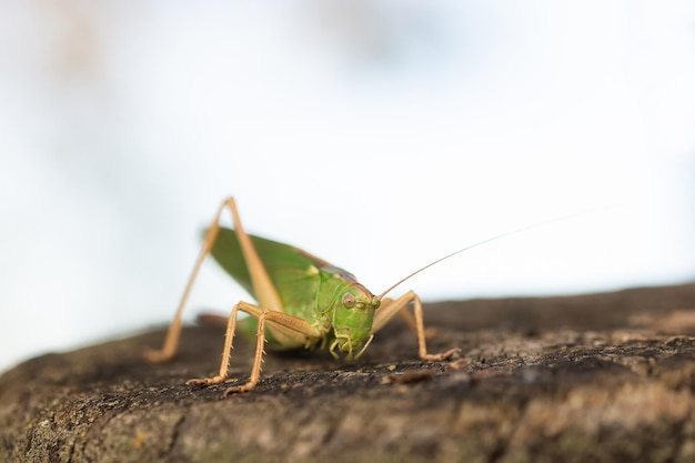 Saltamontes en la hierba vista de cercax9