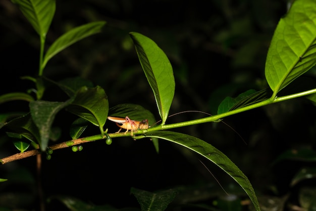 Un saltamontes en una hoja de un arbusto