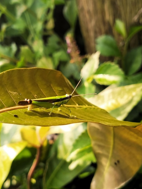 Un saltamontes en una hoja con la palabra "en su cara".