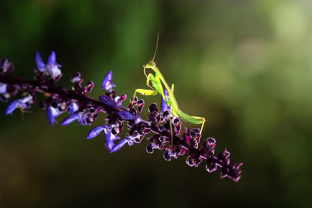 saltamontes en la hoja en primavera