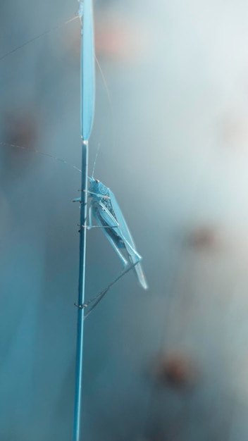 saltamontes en una hoja verde en el paisaje de primavera