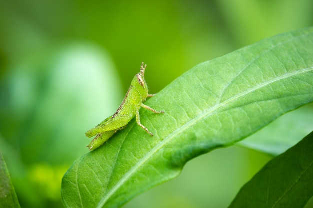 Saltamontes en hoja verde