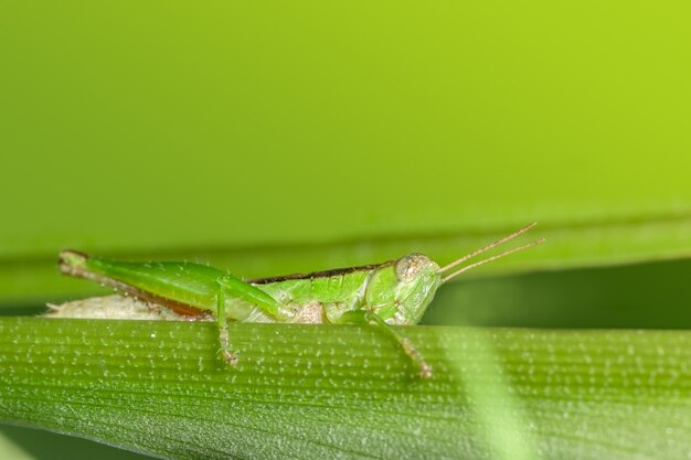 Saltamontes en una hoja