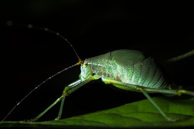 Saltamontes en una hoja