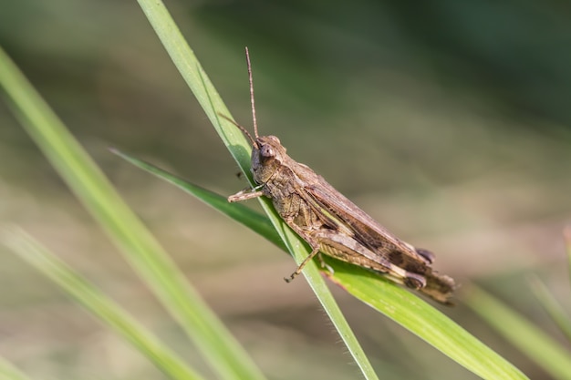 Un saltamontes en la hoja