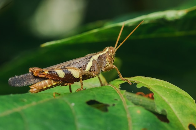 saltamontes en las hojas en la naturaleza